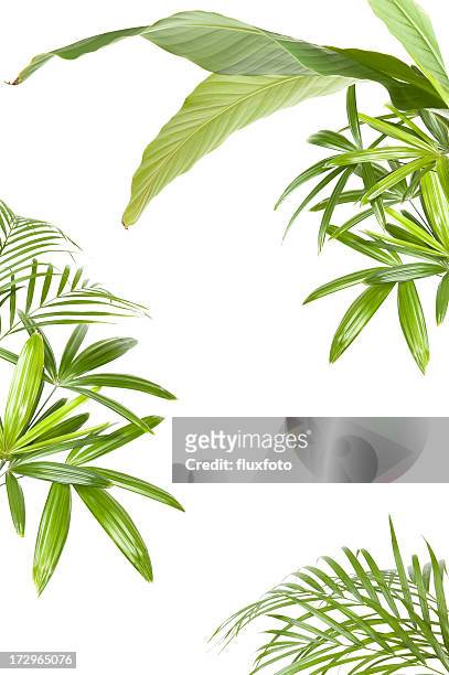 xxl piante tropicali frame - flora foto e immagini stock