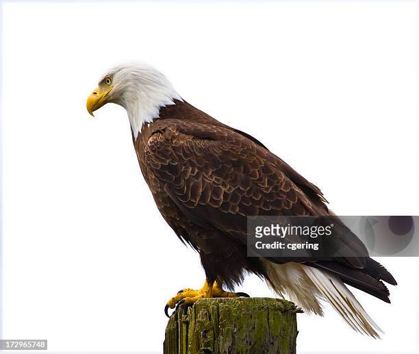 águia isolado - perch imagens e fotografias de stock