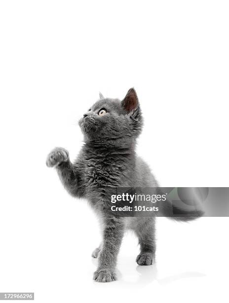 play with me please - cat and kittens stock pictures, royalty-free photos & images