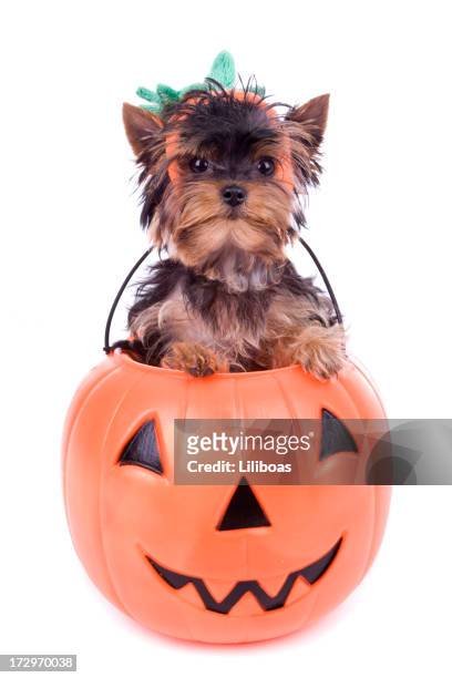 yorkie halloween (xxl) - halloween dog stock pictures, royalty-free photos & images