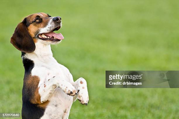 beagle - begging animal behavior stockfoto's en -beelden
