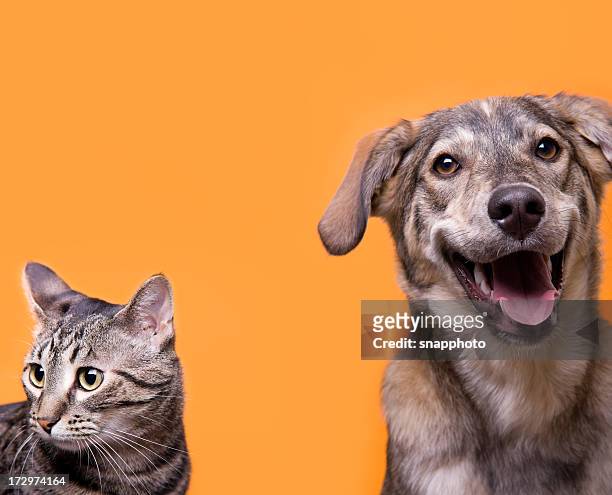gato e cachorro amigos com fundo laranja - dogs - fotografias e filmes do acervo