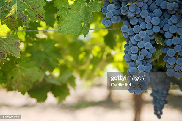 grapes on the vine - merlot stock pictures, royalty-free photos & images