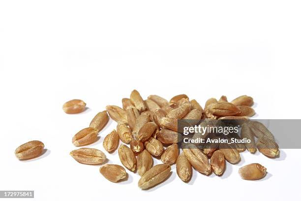 wheat grain on a white background - rye grain stock pictures, royalty-free photos & images