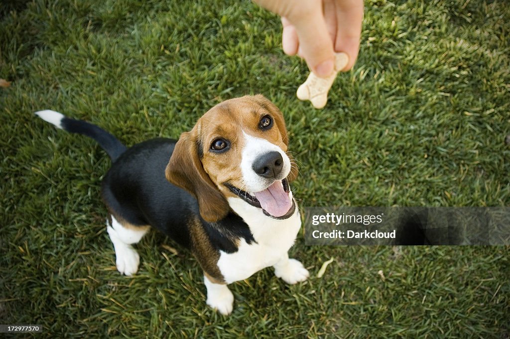 Beagle with treat