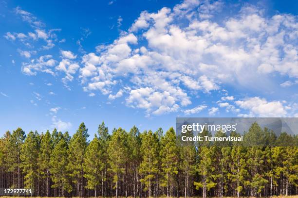 pine plantation xxl - 150-megapixel - tree farm stock-fotos und bilder