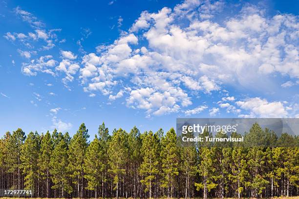 pine plantation xxl - 150 megapixel - blue wood stock pictures, royalty-free photos & images