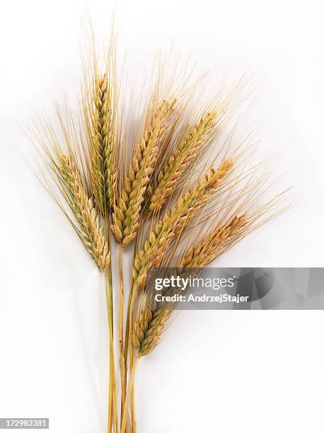 corn - rye stock pictures, royalty-free photos & images