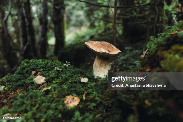 herbstwunder des norwegischen waldes - pilz stock-fotos und bilder