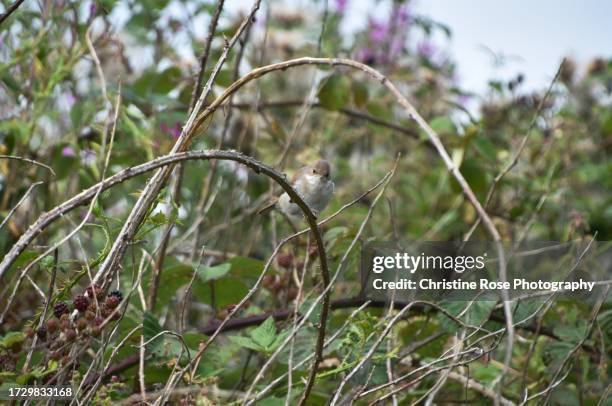 bird in the brambles - thorn bush stock pictures, royalty-free photos & images