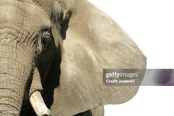 elephant face - white elephant stock pictures, royalty-free photos & images