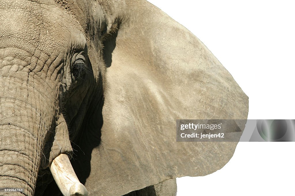 Rosto de elefante