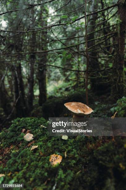 autumn wonders of norwegian forest - norwegian culture stock pictures, royalty-free photos & images