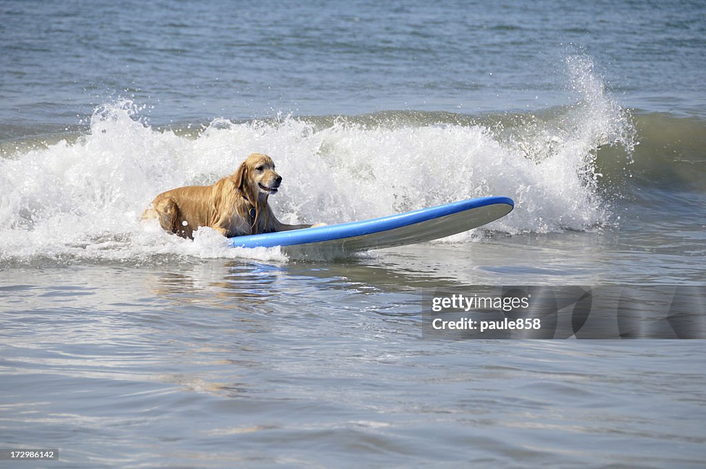Surfing Dog
