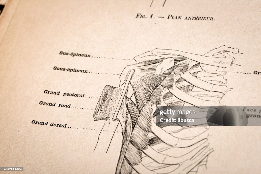 F Rence Muscles Illustration Of Human Body Anatomy From Antique French Art Book Torso ...