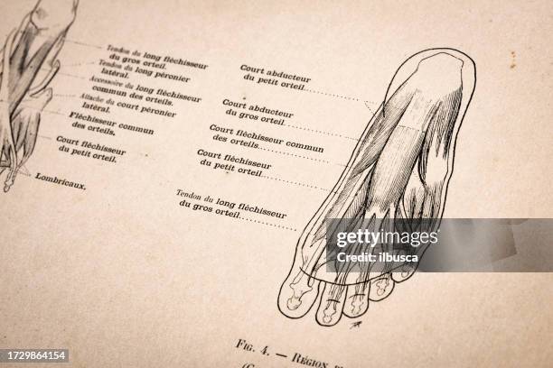 F Rence Muscles 168 Calf Muscles Anatomy High Res Illustrations - Getty Images