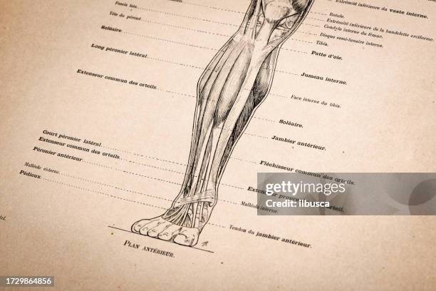 F Rence Muscles 168 Calf Muscles Anatomy High Res Illustrations - Getty Images