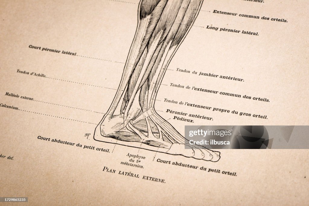 F Rence Muscles Illustration Of Human Body Anatomy From Antique French Art Book Leg And ...