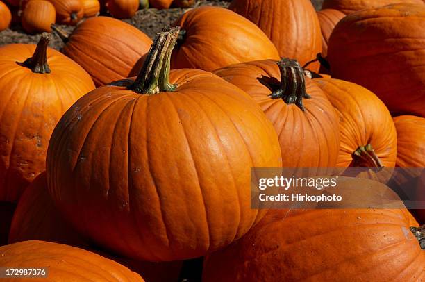 pumpkin close up #2 - pumpkin patch stock pictures, royalty-free photos & images