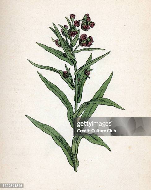 Cynoglossum officinale Botanical board from “Atlas colorie des plantes medicinales” by Paul Hariot, 1900 . Private collection.