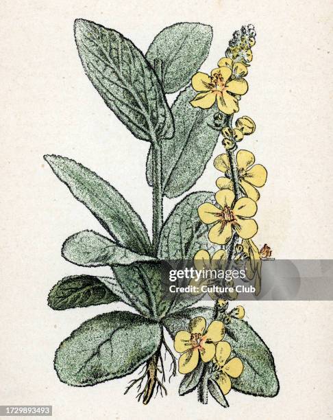 Bouillon-blanc ou molene broth blanc) Botanical plate from “Atlas colorie des plantes medicinales' by Paul Hariot, 1900 . Private collection.
