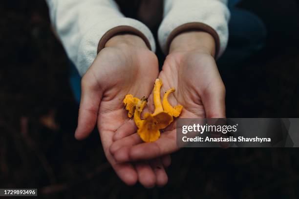 aerial view of woman holding chanterelle mushrooms in norwegian forest - norway food stock pictures, royalty-free photos & images