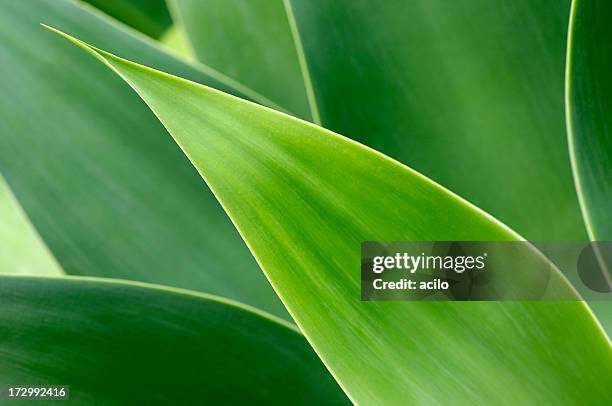 agave hojas - succulent plant fotografías e imágenes de stock