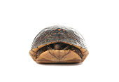 A turtle slightly poking his head out of his shell