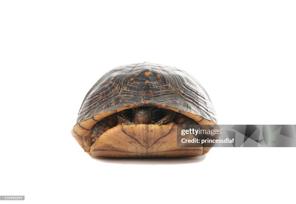 A turtle slightly poking his head out of his shell