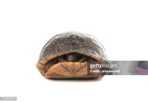 a turtle slightly poking his head out of his shell - turtle hiding in shell stock pictures, royalty-free photos & images