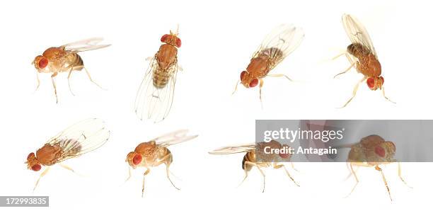 fruit fly - fruchtfliege stock-fotos und bilder