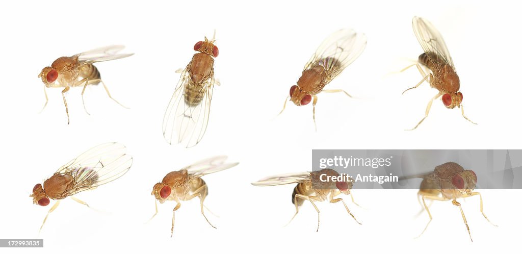 Fruit fly