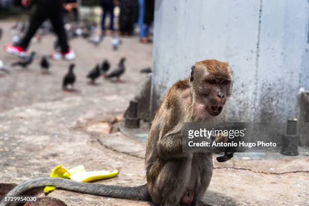 monkey eating banana at the entrance of batu caves in malaysia. - thaipusam stock pictures, royalty-free photos & images