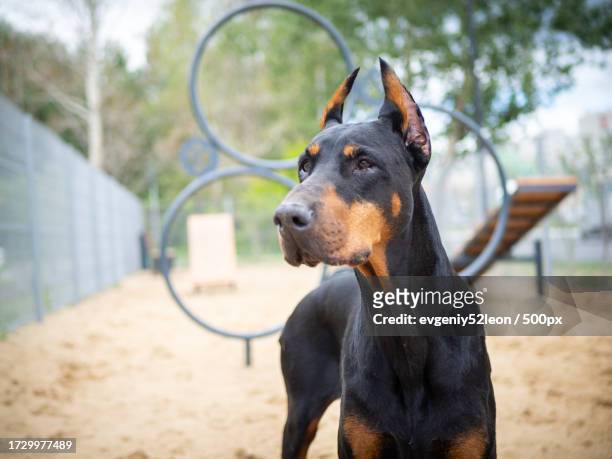 close-up of black doberman pinscher on beach - doberman puppy stock pictures, royalty-free photos & images