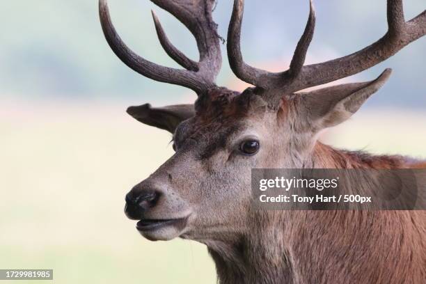 close-up of red deer - elkhart stock pictures, royalty-free photos & images