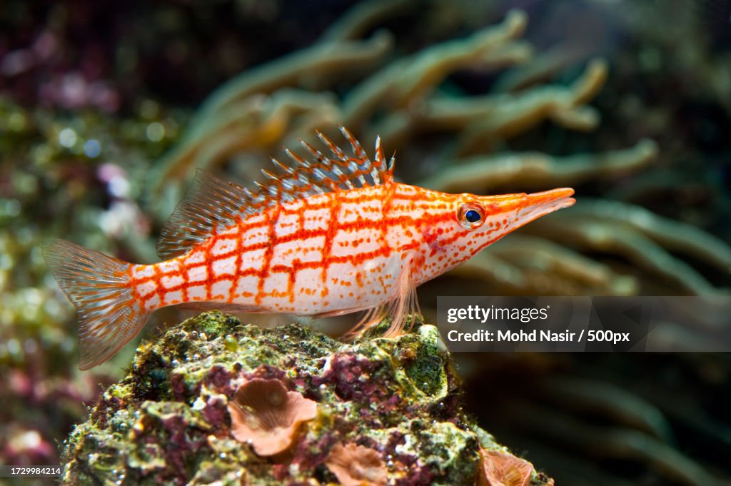 Close-up of siamese fighting fish swimming in sea