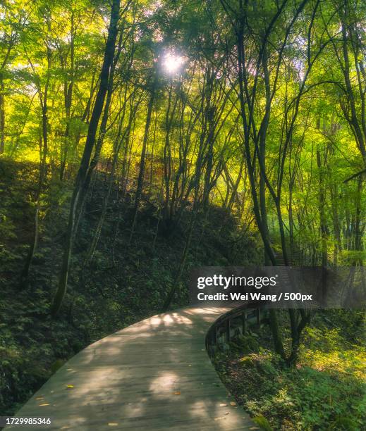 trees growing in forest - wang wei stock pictures, royalty-free photos & images