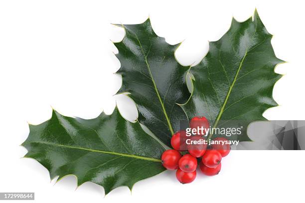 holly - holly stock pictures, royalty-free photos & images
