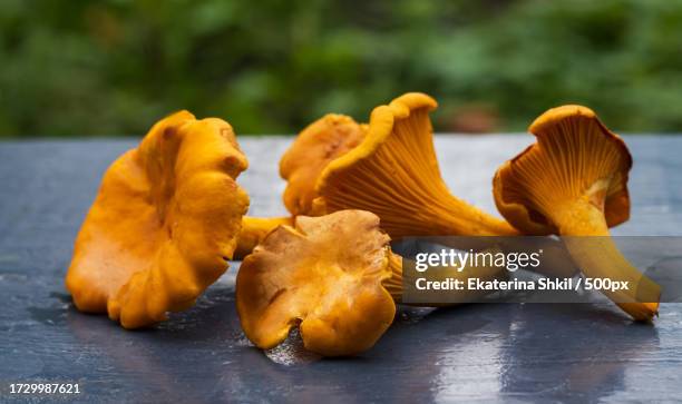 close-up of mushrooms growing on table - cantharellus tubaeformis stock pictures, royalty-free photos & images