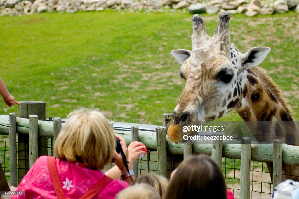 A person feeding a giraffe that is leaning over the fence 