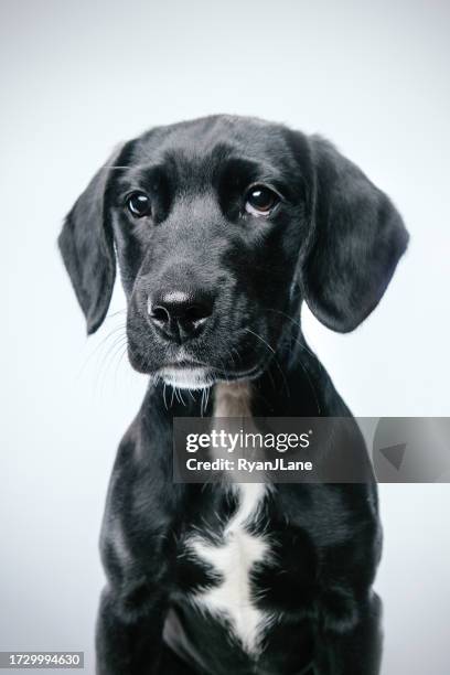cute labrador beagle puppy mix portrait - labrador retriever stock pictures, royalty-free photos & images
