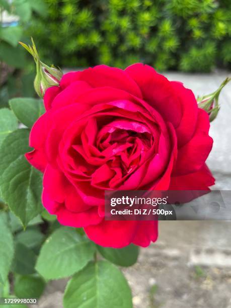 close-up of red rose,toronto,ontario,canada - red roses stock pictures, royalty-free photos & images