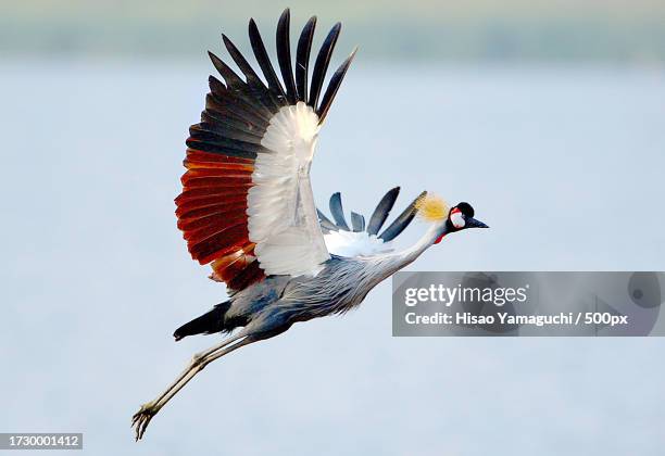 close-up of grey crowned crane flying against sky,japan - grey crowned crane stockfoto's en -beelden