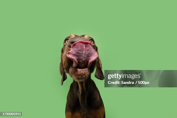 close-up of vizsla against green background - animals with big lips stock pictures, royalty-free photos & images