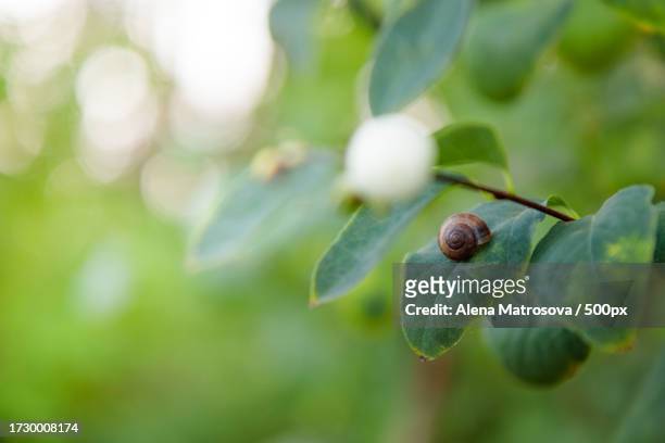close-up of fruits growing on plant - symphoricarpos stock pictures, royalty-free photos & images