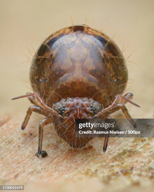 close-up of insect on leaf - collembola stock pictures, royalty-free photos & images