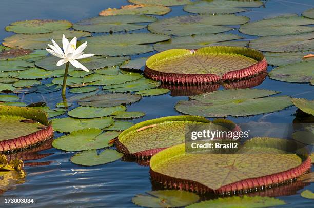 amazonas - wasserpflanze stock-fotos und bilder