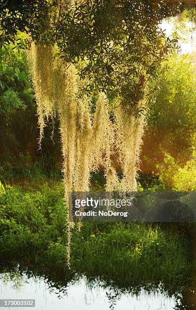 spanish moss - live oak tree stock pictures, royalty-free photos & images