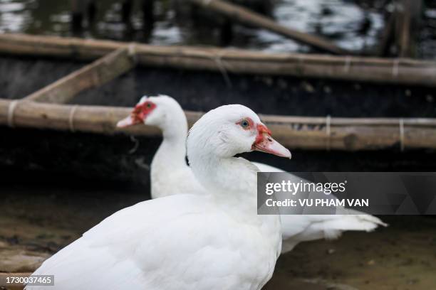 two white muscovy ducks by a fishing sampan boat - muscovy duck stock pictures, royalty-free photos & images