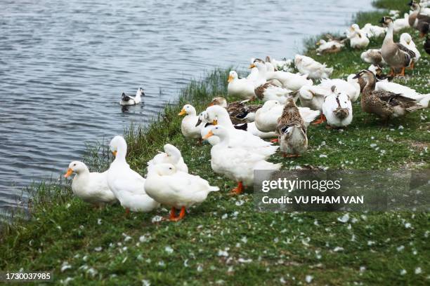 flock of ducks standing by the riverbank under sunset - haute normandie 個照片及圖片檔